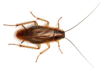 german roach