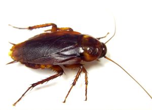 american roach