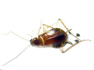 brown-banded roach