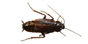 oriental roach