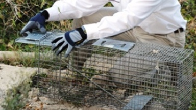 animal removal