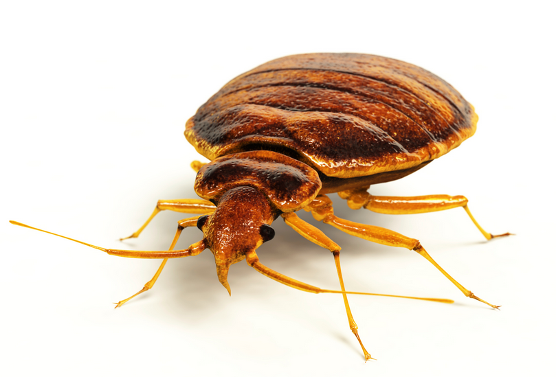 bed bugs 