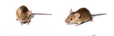 rodent control